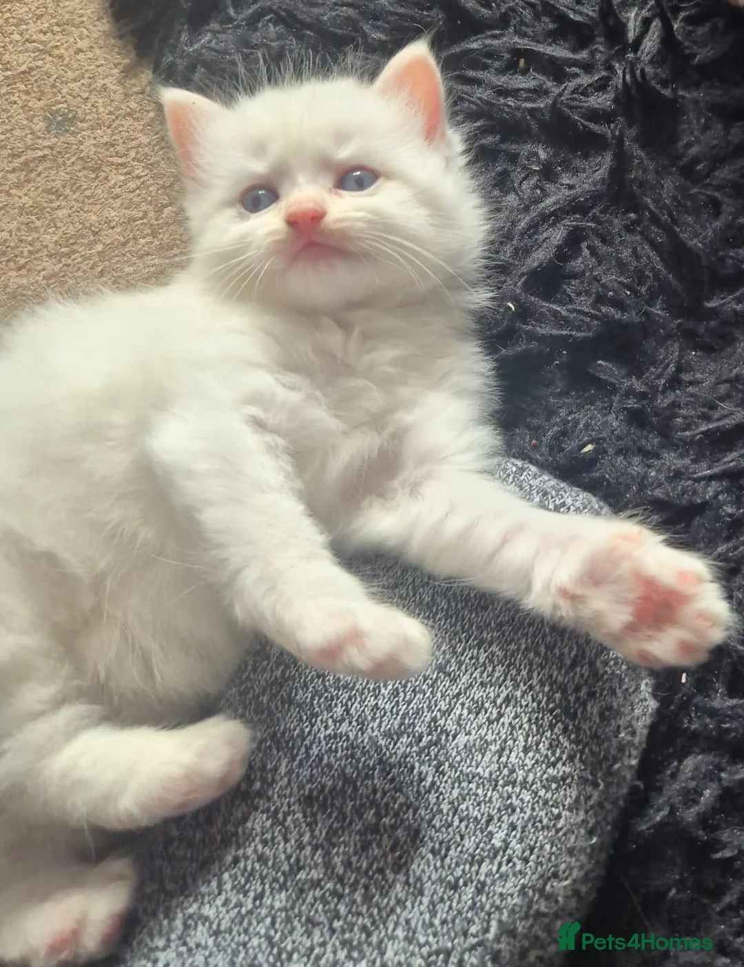 Perdoll cats for sale: Perdolls for sale - Advert 14