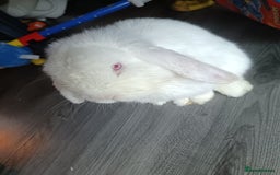 Mini Lion Lop rabbits for sale: Lop rabbit  - Image 3