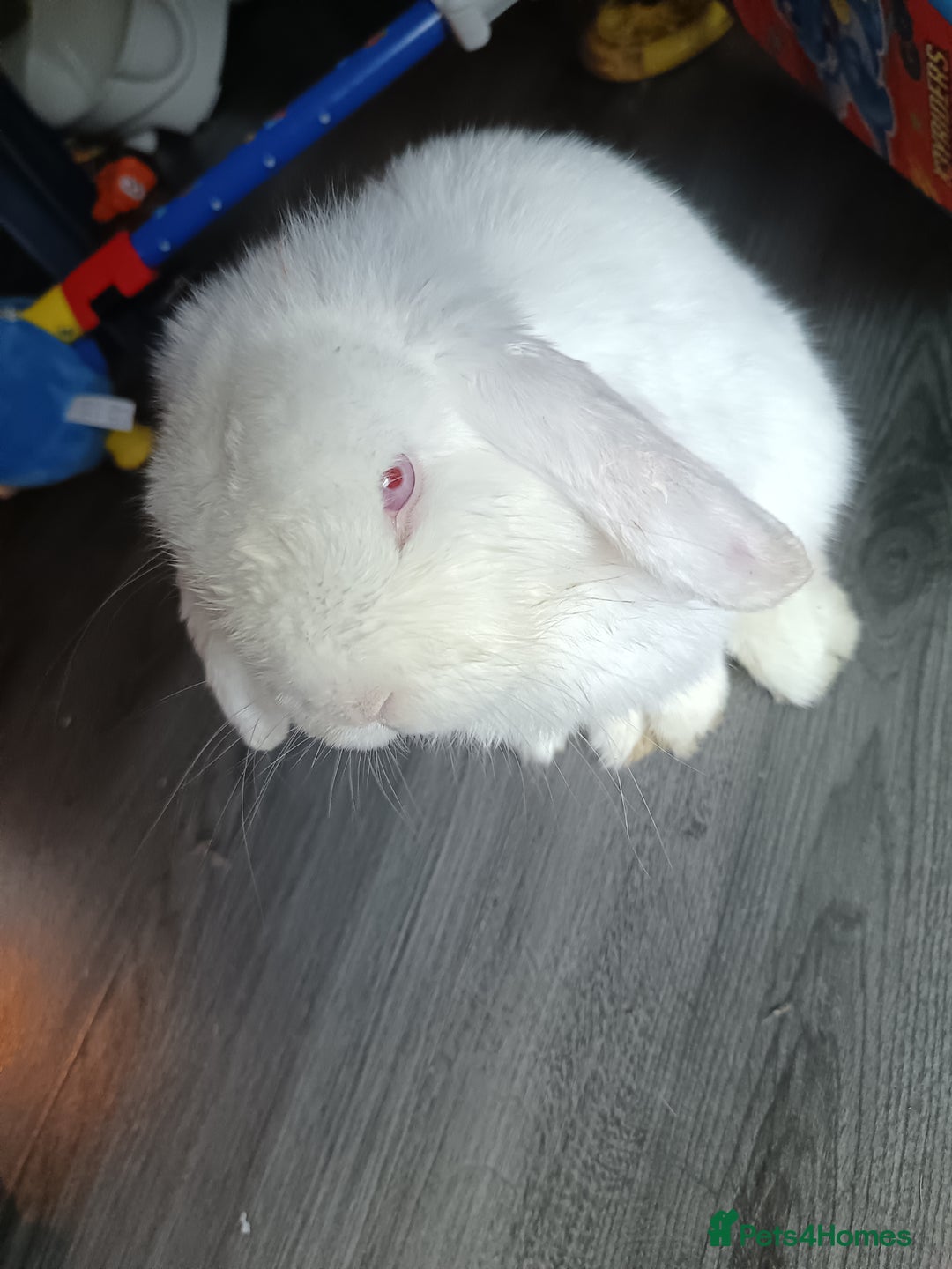 Mini Lion Lop rabbits for sale: Lop rabbit  - Image 3