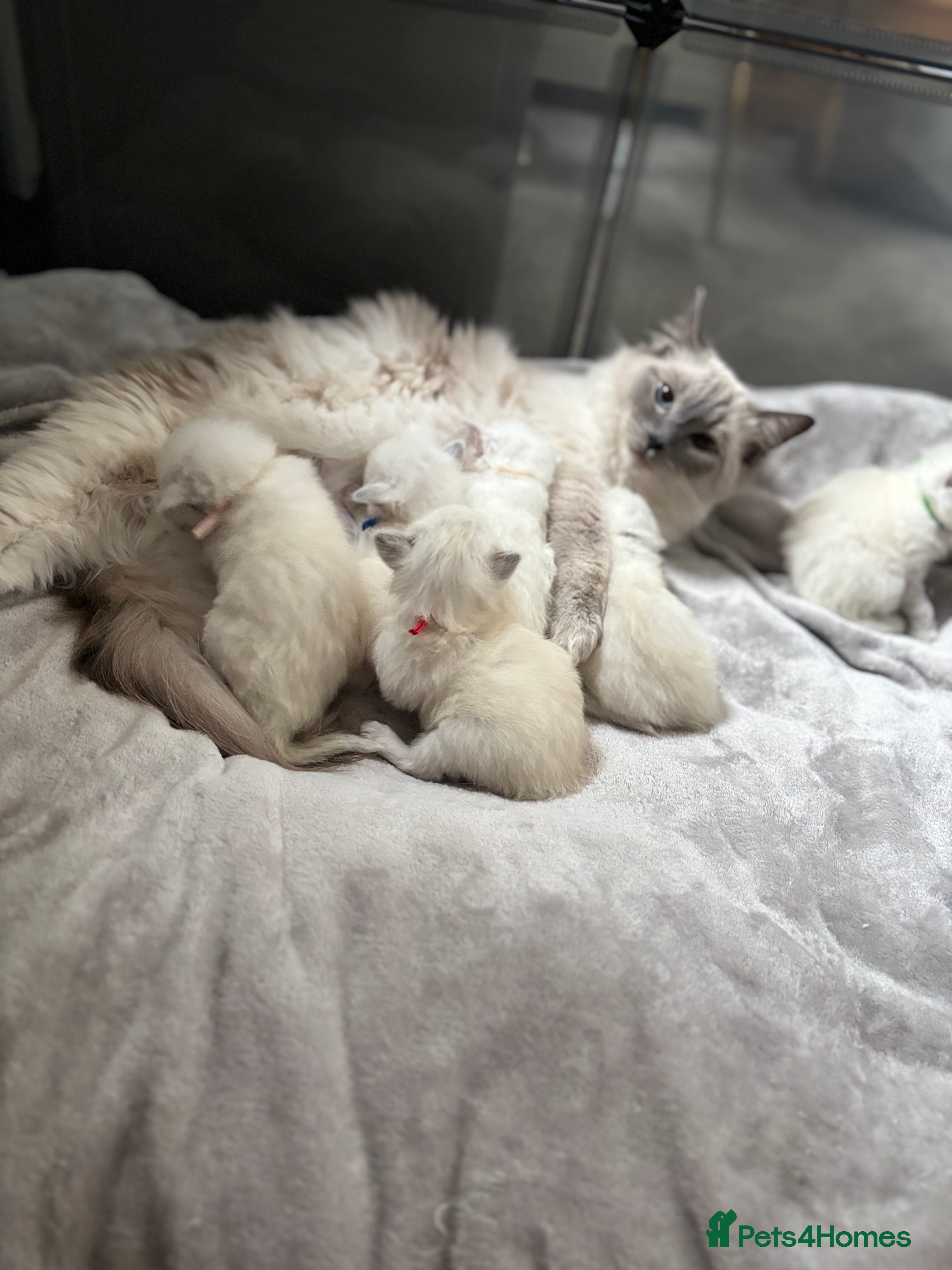 Ragdoll cats ✨ 6 beautiful ragdoll kittens ✨ - Advert 3