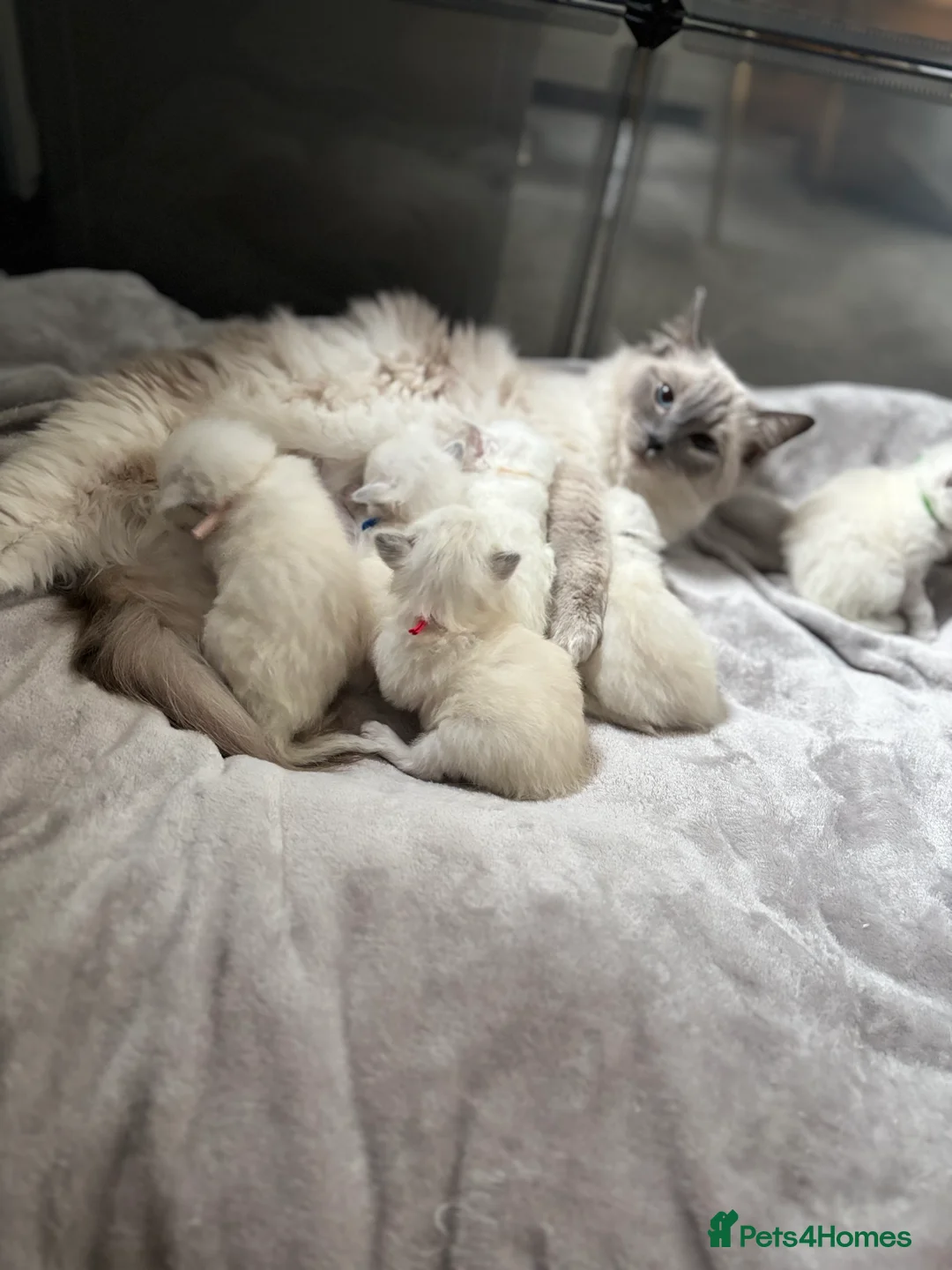 Ragdoll cats for sale: ✨5 blue point and 1 lilac ragdoll kittens ✨ - Advert 1
