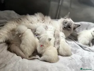 Ragdoll cats ✨ 6 beautiful ragdoll kittens ✨ - Advert 3