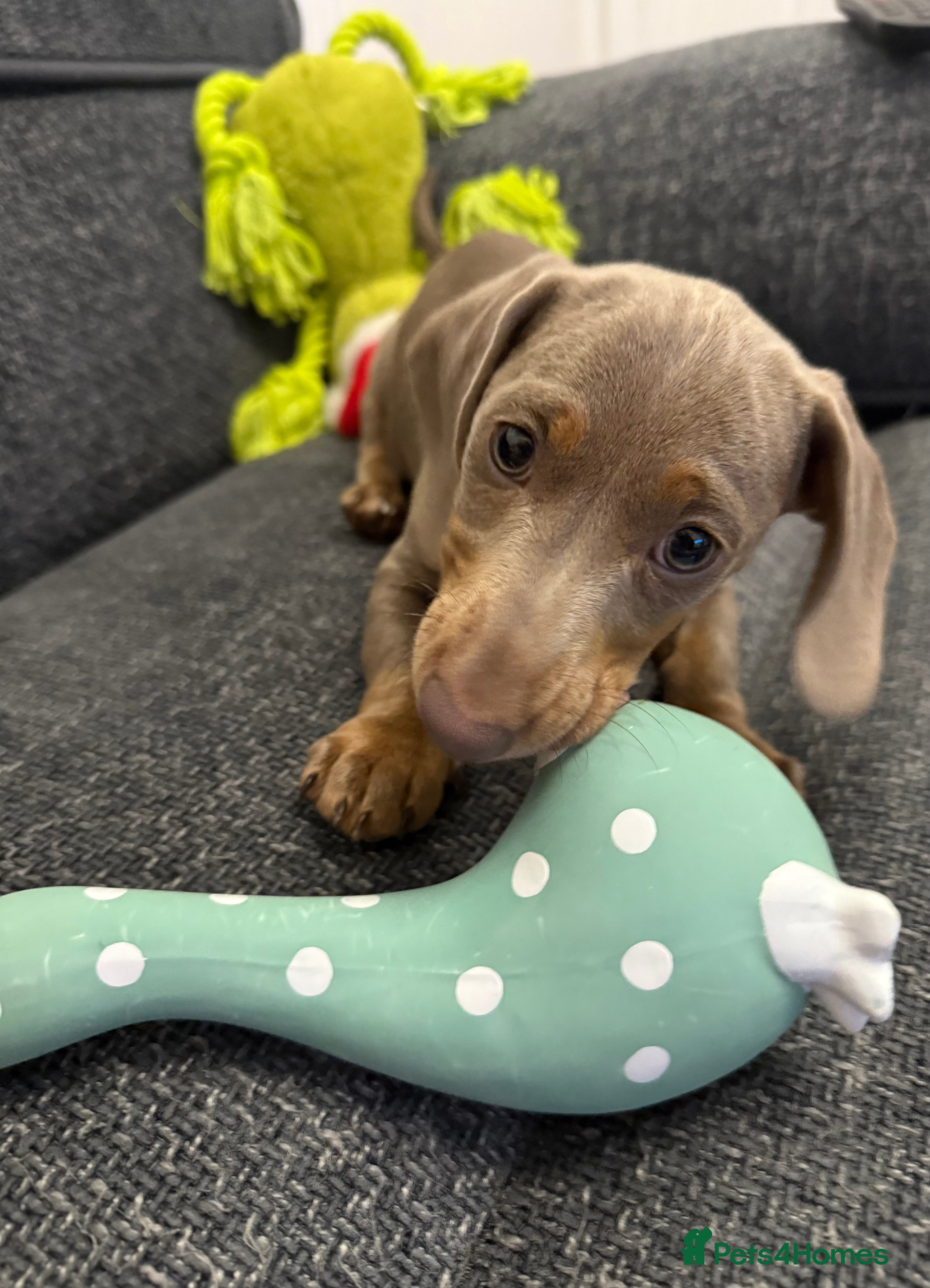 Miniature Dachshund dogs Male Miniature Dachshund  - Advert 15