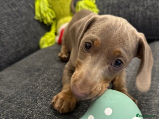 Miniature Dachshund dogs Male Miniature Dachshund - Advert 2