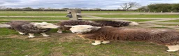 Sheep livestock for sale: Herdwick & Herdwick Cross Breeding Ewes in Martock - Advert 4