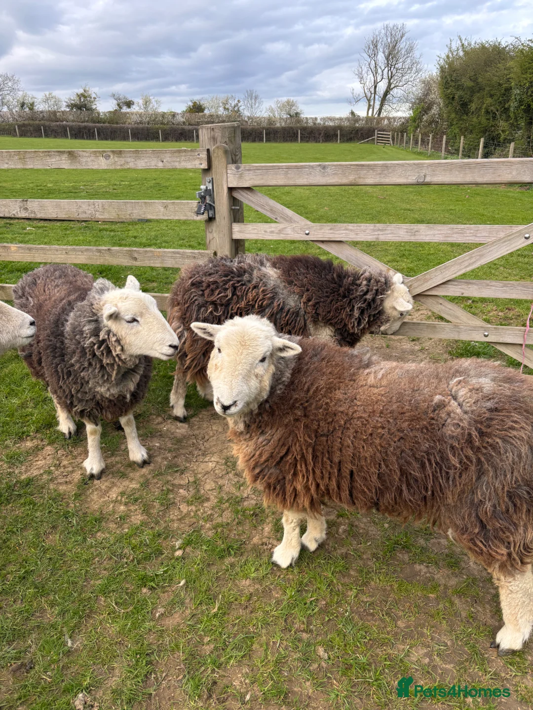 Sheep livestock for sale: Herdwick & Herdwick Cross Breeding Ewes in Martock - Advert 4