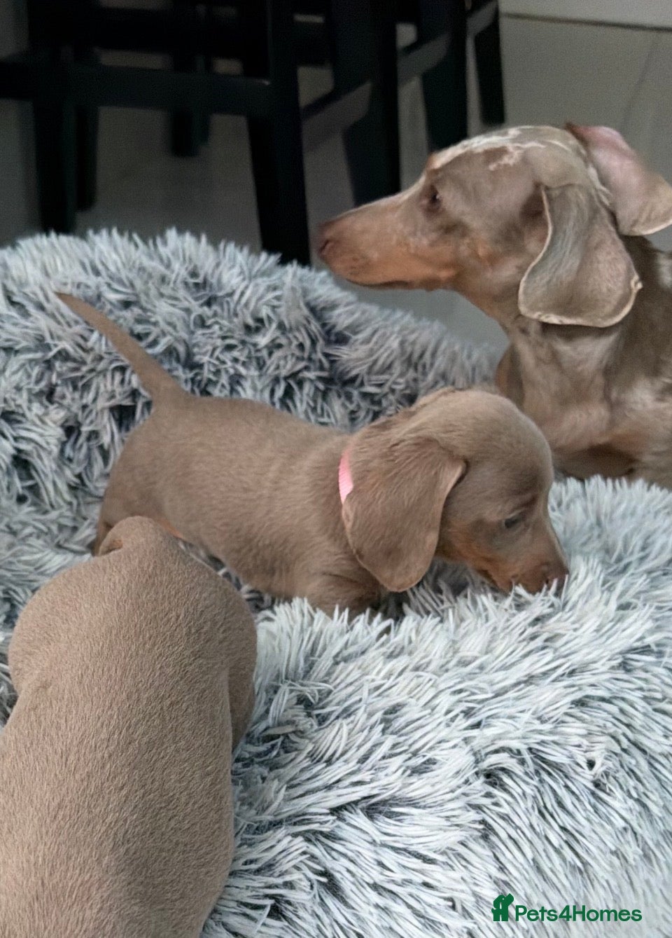Miniature Dachshund dogs KC Reg. Miniature Dachshund Puppies Ready today!! - Advert 11