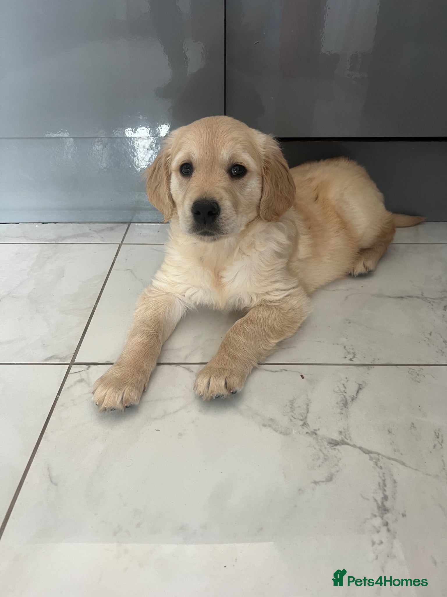 Golden Retriever dogs *READY NOW! SHOW QUALITY KC REG GOLDEN RETRIEVERS* - Advert 12