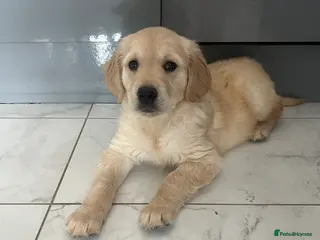 Golden Retriever dogs *READY NOW! SHOW QUALITY KC REG GOLDEN RETRIEVERS* - Advert 12