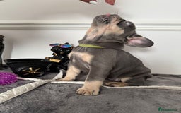 French Bulldog dogs for sale: Kc Registered 5 Generation Pedigree Quality  - Image 4
