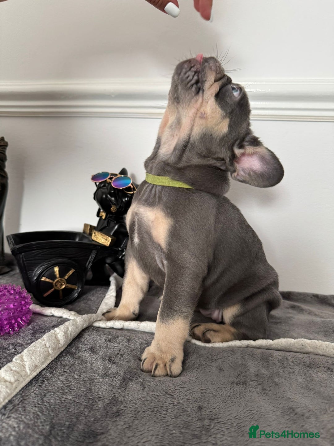 French Bulldog dogs for sale: Kc Registered 5 Generation Pedigree Quality  - Image 4