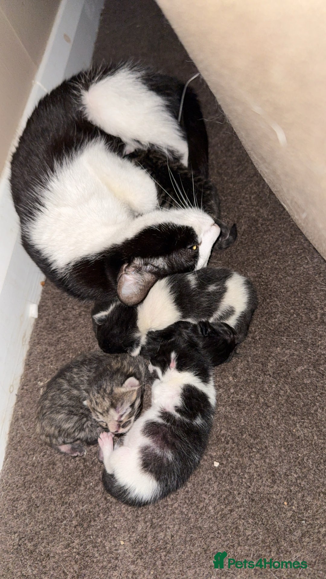 Domestic Shorthair cats for sale: Kittens for sale - Image 1
