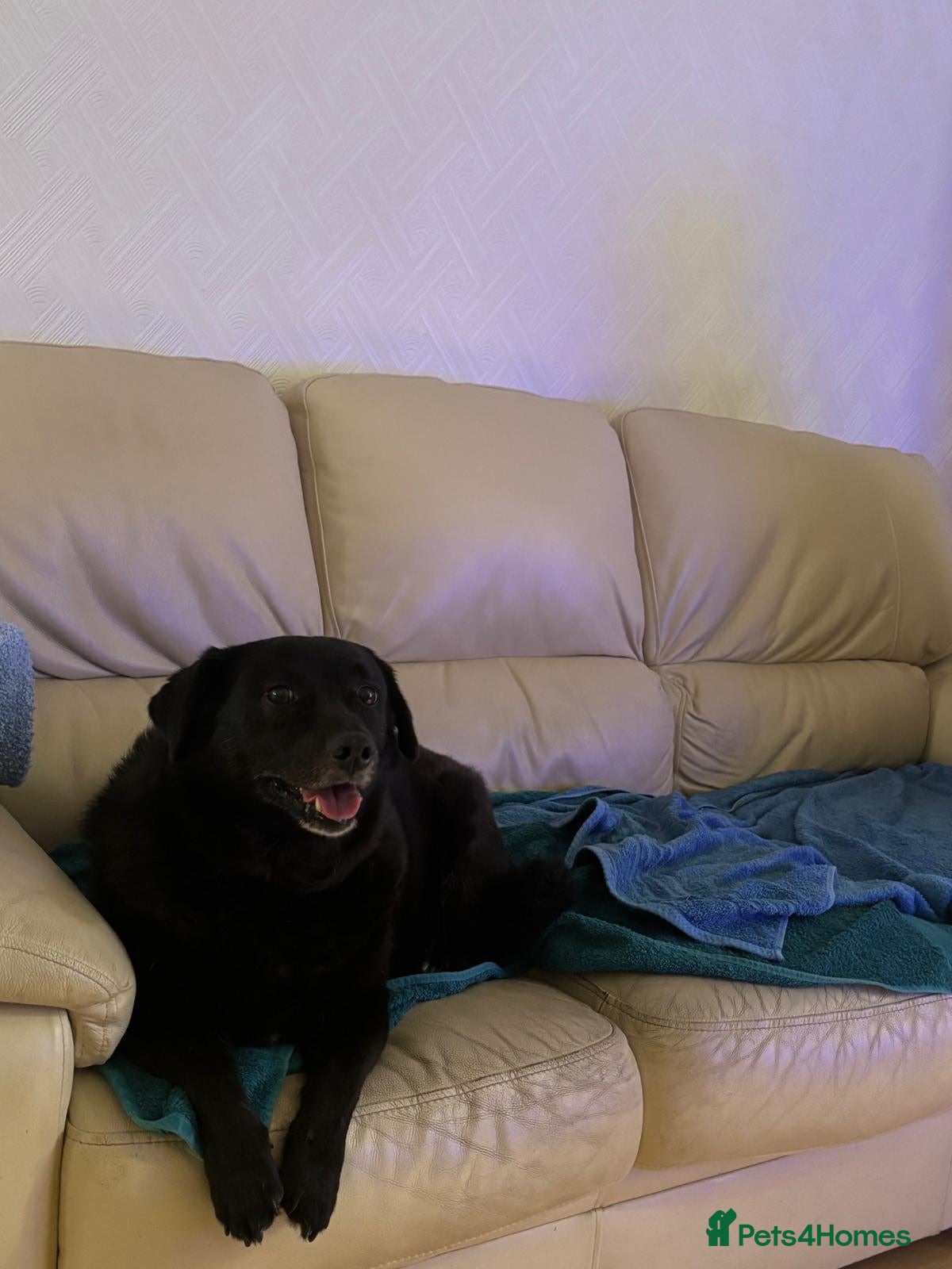 Mixed Breed dogs POOR BOBBY NEEDS A NEW HOME 😩 - Advert 1