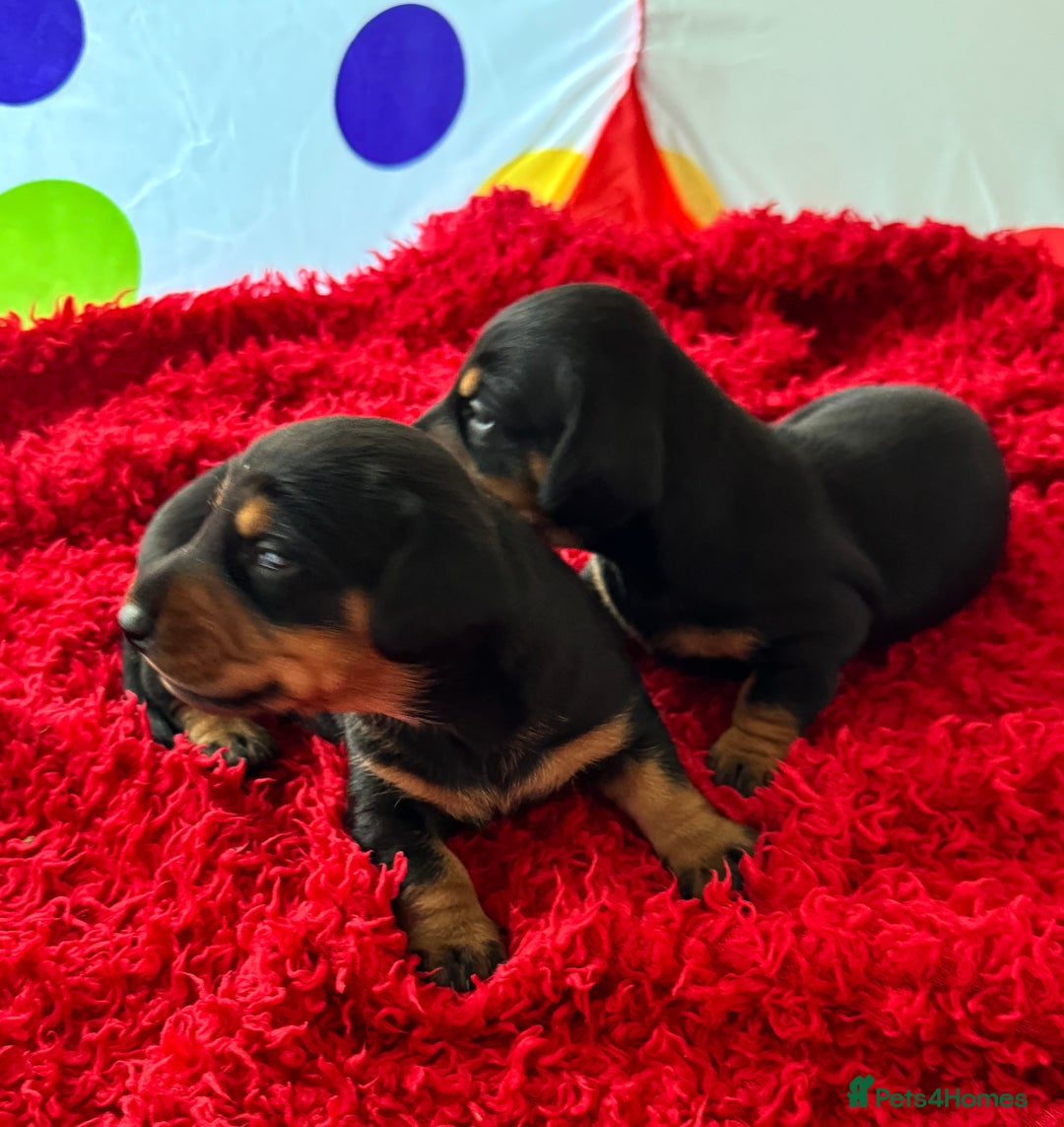 Dachshund dogs for sale: Pedigree Dachshund puppies PRA clear health tested - Image 6