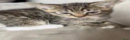 Mixed Breed cats for sale: 7 beautiful kittens - Advert 5
