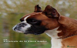 Boxer dogs for sale: Quality Boxer Puppies - Image 25