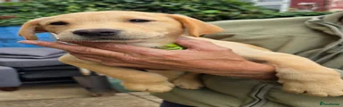 Labrador Retriever 2