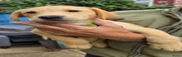 Labrador Retriever dogs for sale: 1 Yellow Male FTCH Sired Labrador Puppy - Advert 7