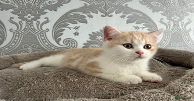 British Shorthair cats - Advert 6