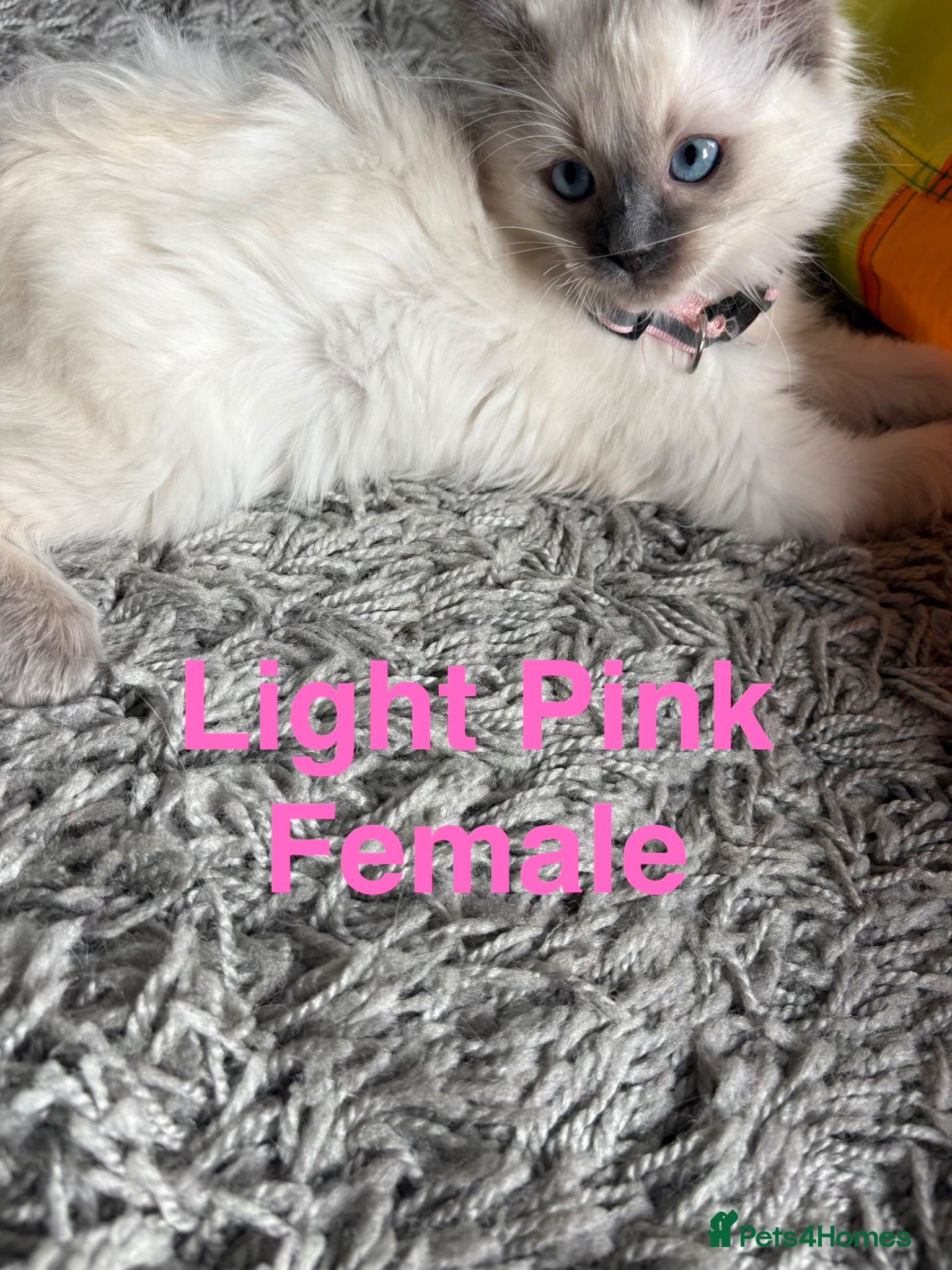 Ragdoll cats 💙 Only 4 Pure Ragdoll Kittens Left 💙 - Advert 1