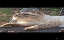 British Shorthair cats for sale: ONE GIRL LEFT GCCF reg BSH kittens - Image 22