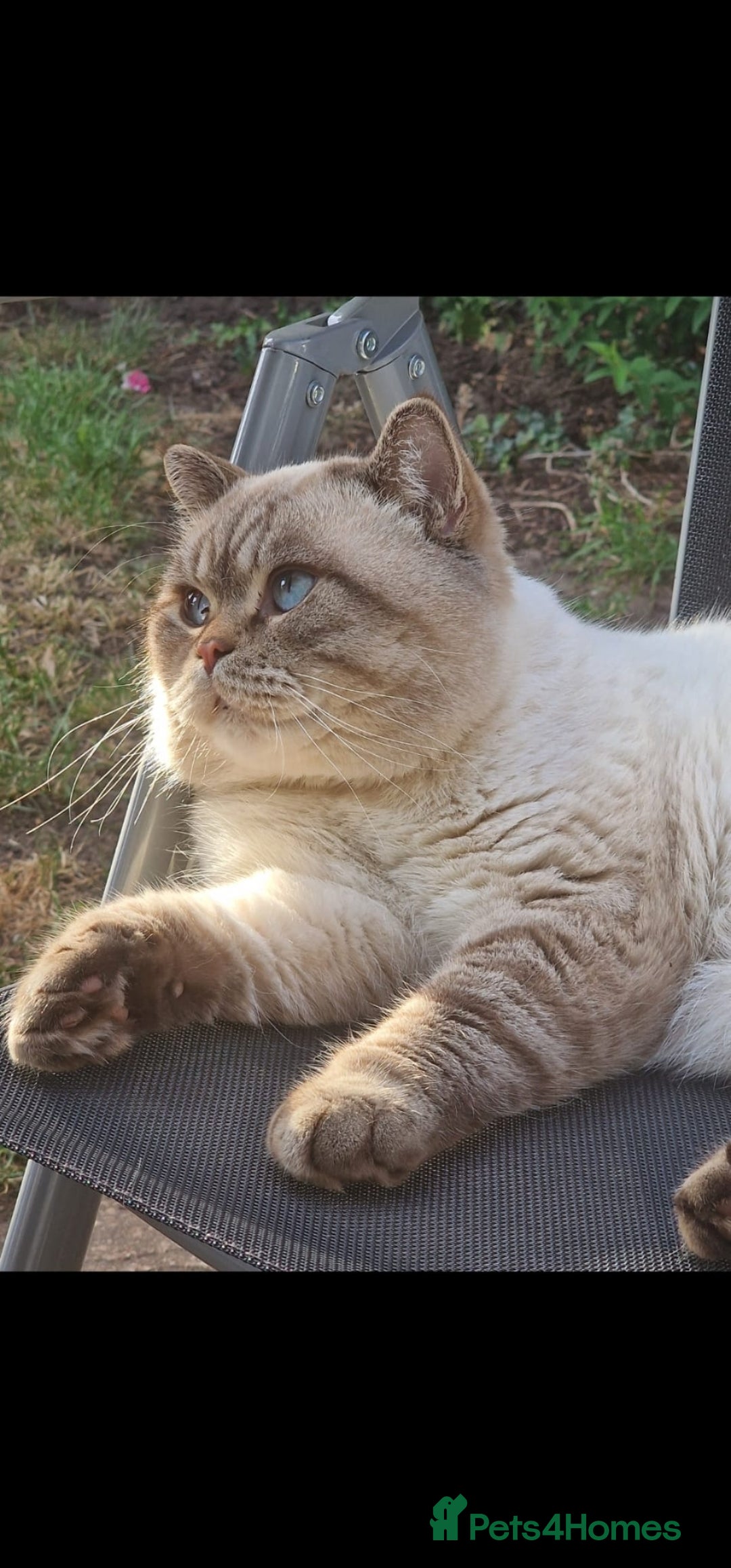 British Shorthair cats for sale: ONE GIRL LEFT GCCF reg BSH kittens - Image 22