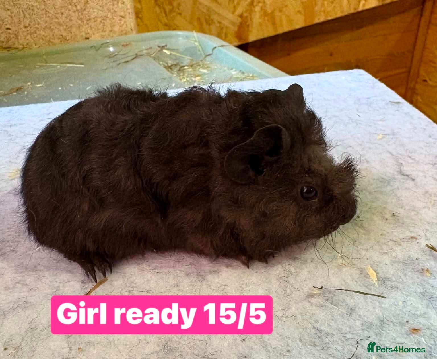 Guinea Pig rodents Guinea pigs available  - Advert 10