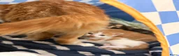 Mixed Breed cats for sale: Beautiful Ginger Kittens Looking for Loving Homes in London - Advert 2