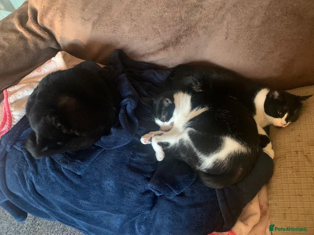 Mixed Breed cats for sale: 6 cats looking for new homes - Image 4