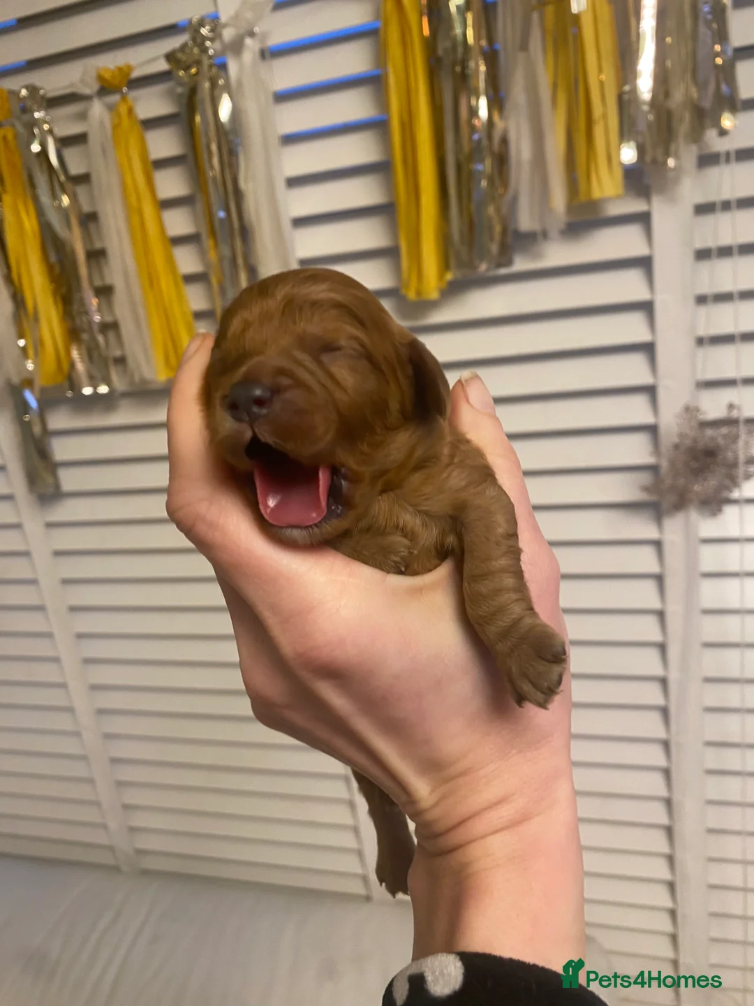 Cavapoo dogs for sale: Toy Cavapoo Health testing parent  - Advert 13