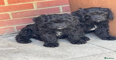Cavapoo dogs - Advert 2