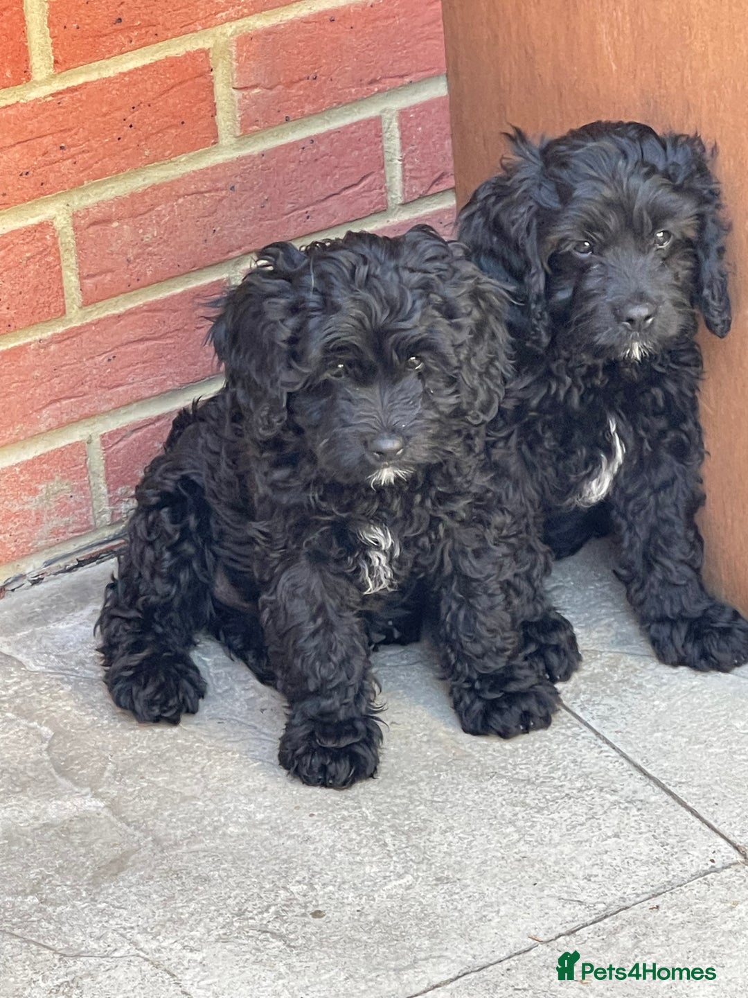 Cavapoo dogs for sale: Adorable Healthy Cavapoo Puppies  - Image 1
