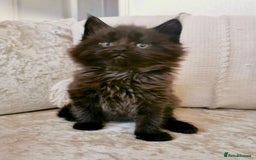 Maine Coon cats for sale: Black Smoke Maine Coon Kittens - Image 3