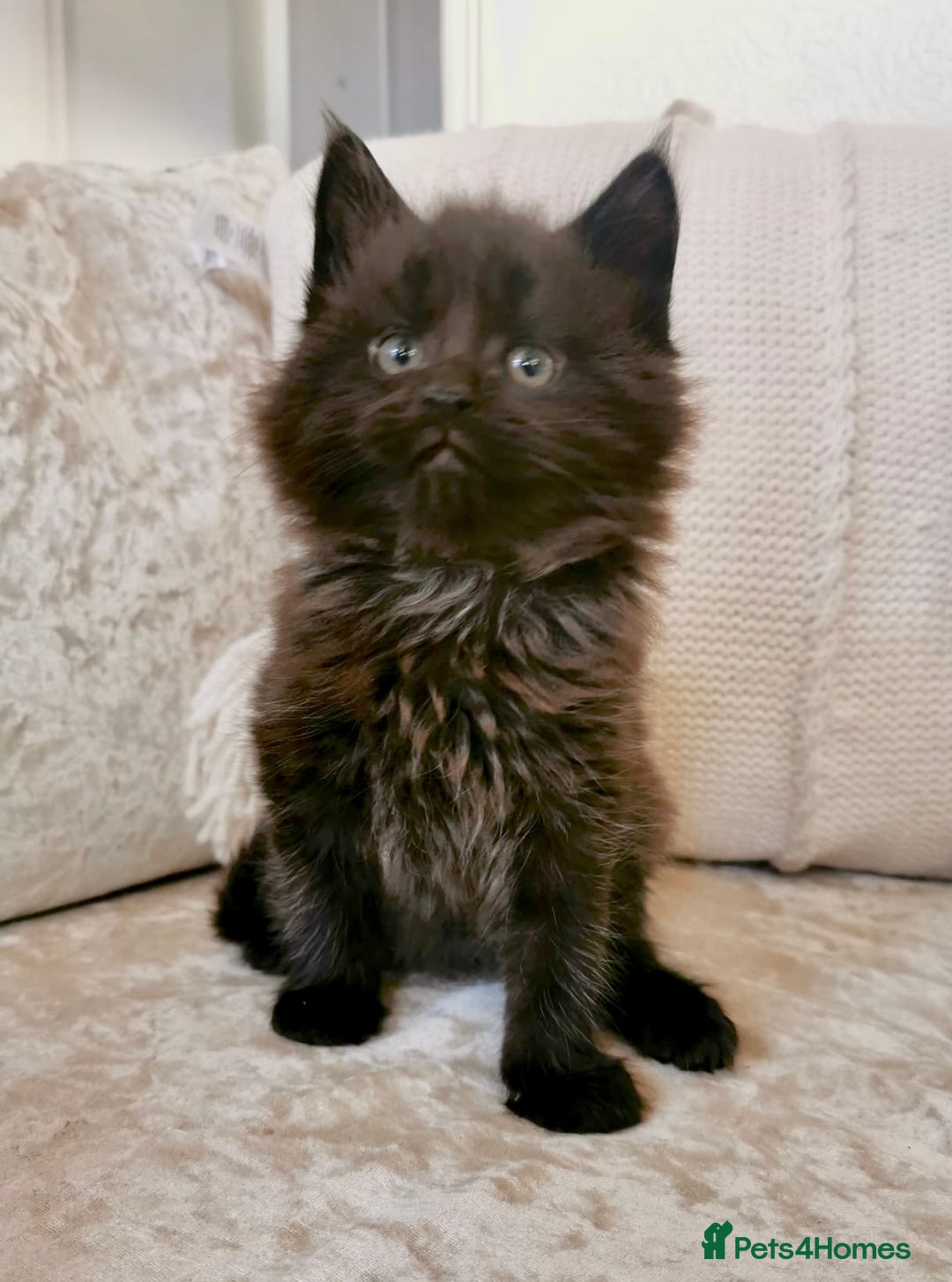 Maine Coon cats for sale: Black Smoke Maine Coon Kittens - Image 3