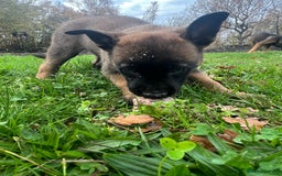 Mixed Breed dogs for sale: Belgian Malinois Puppies  - Image 12