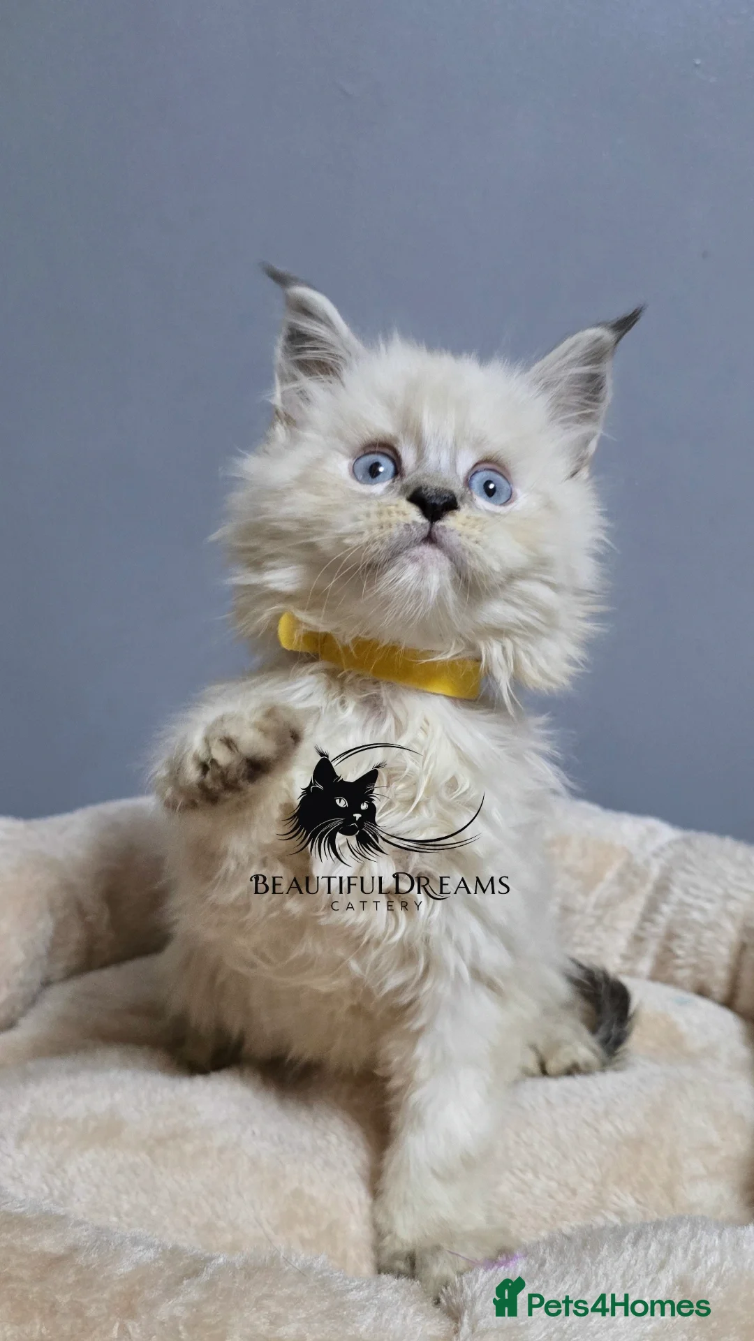 Maine Coon cats for sale: Polydactyl Kittens Maine Coon TICA - Advert 5