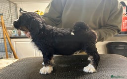 Tibetan Terrier dogs for sale: Araki Tibetan Terriers puppies for sale - Advert 10