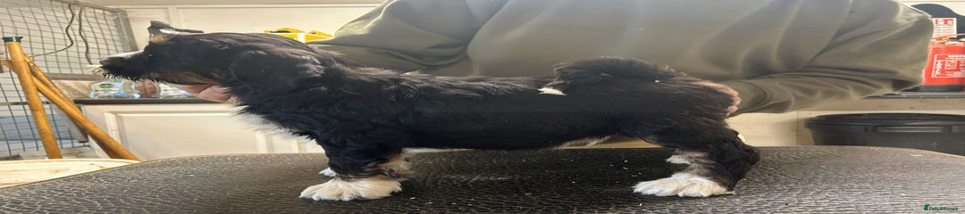 Tibetan Terrier Puppy 2