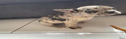French Bulldog dogs for sale: French bulldog  - Advert 17