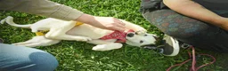 Mixed Breed dogs for adoption: Beautiful Bella in Fleet - Advert 4