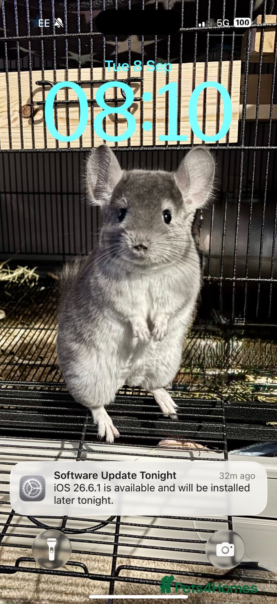 Chinchilla rodents Male 4 month old violet chinchilla  - Advert 20