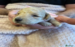 Miniature Poodle dogs for sale: Gorgeous miniature poodle pups - Image 30