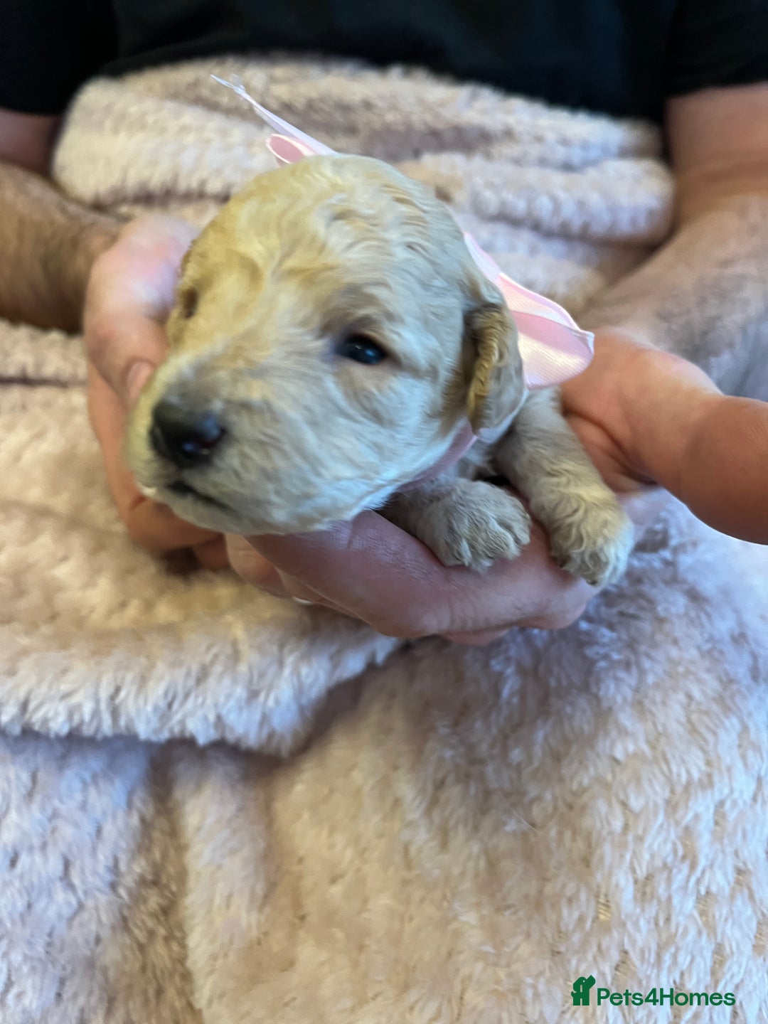 Miniature Poodle dogs for sale: Gorgeous miniature poodle pups - Image 30