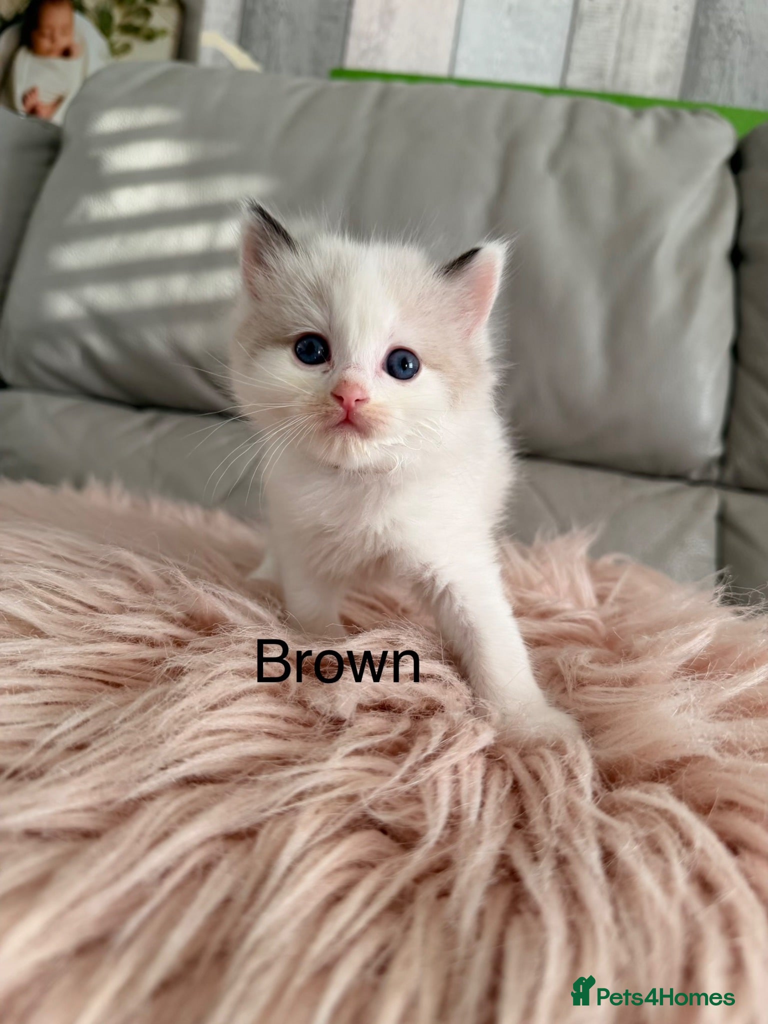 Ragdoll cats Seal bicolour & seal point  ragdolls  - Advert 11