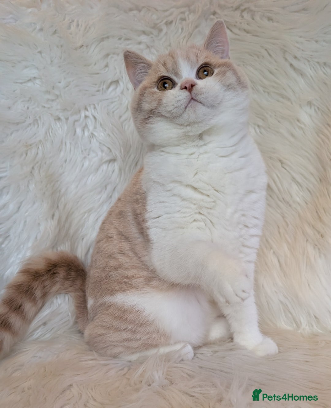 British Shorthair cats for sale: Amazing loving British shorthair kittens  - Advert 1