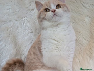 British Shorthair cats Amazing loving British shorthair kittens - Advert 13