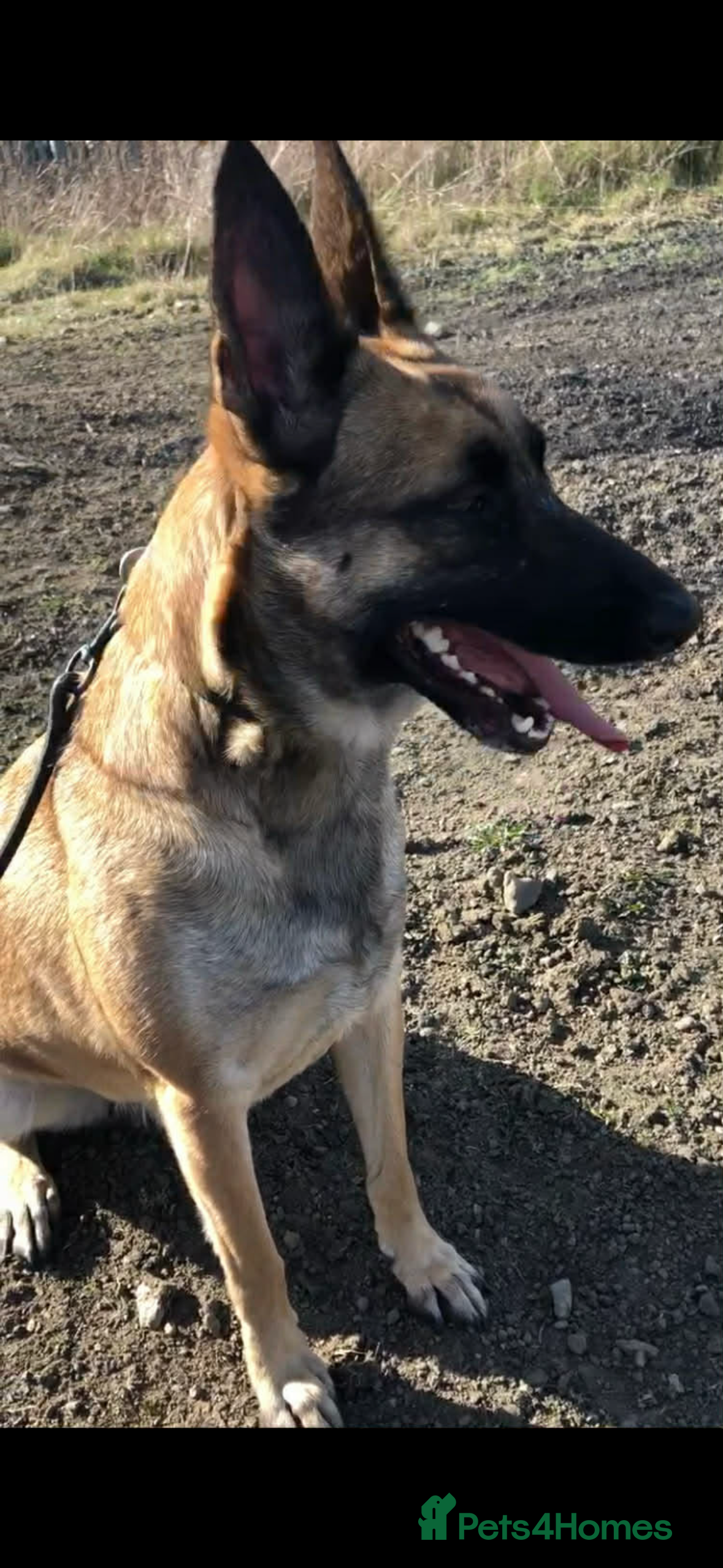 Belgian Shepherd Dog dogs Belgium malanois  - Advert 1