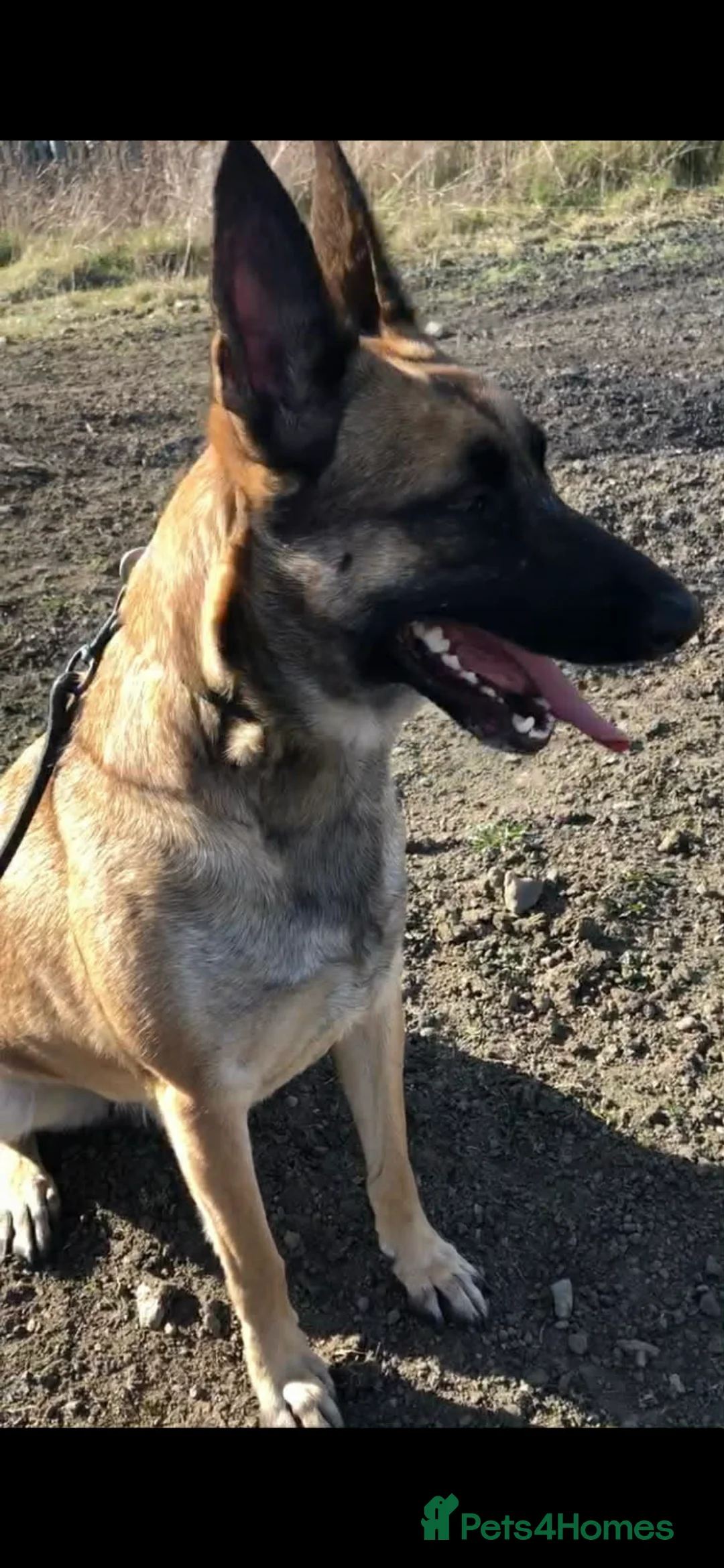 Belgian Shepherd Dog dogs for sale: Belgium malanois  - Advert 1