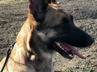 Belgian Shepherd Dog dogs Belgium malanois - Advert 2