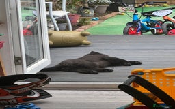 Chow Chow dogs for sale: Female Chow Kiki - Advert 11